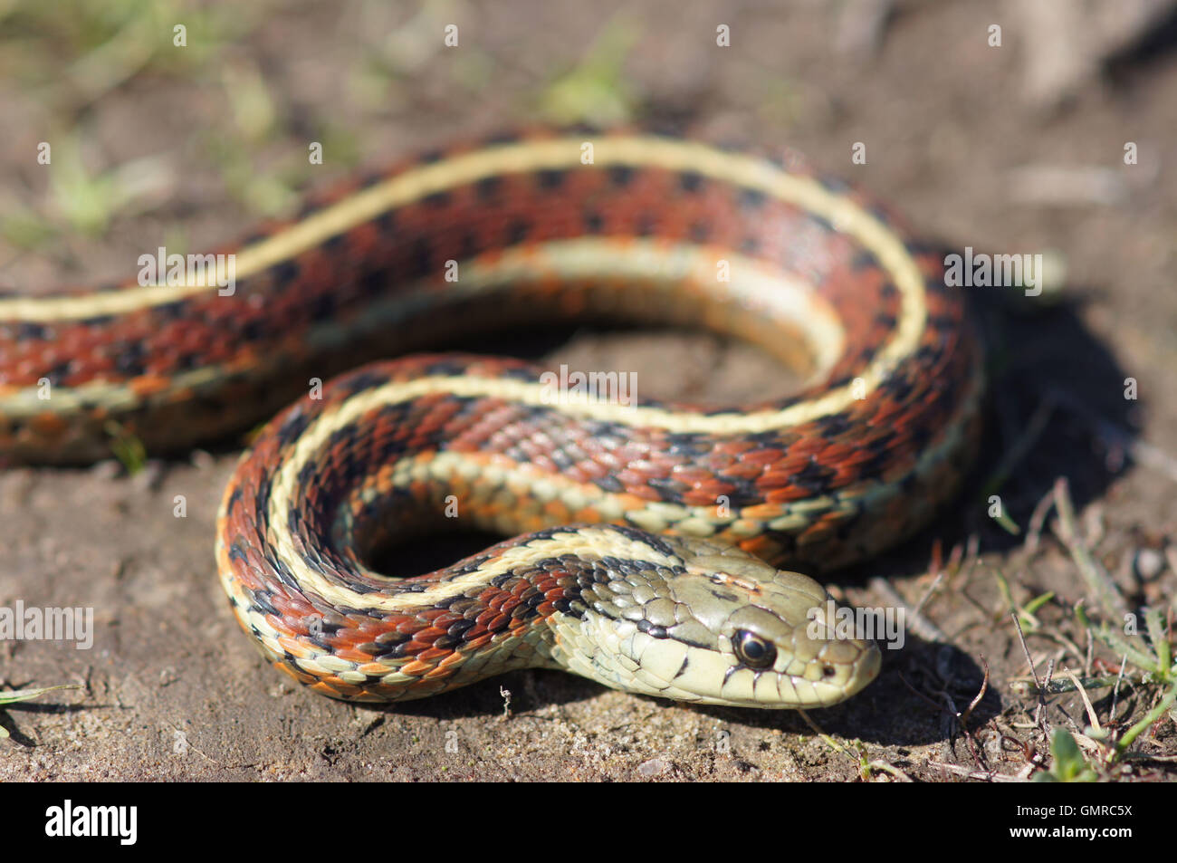 Coast (Thamnophis elegans terrestris), enroulés Banque D'Images