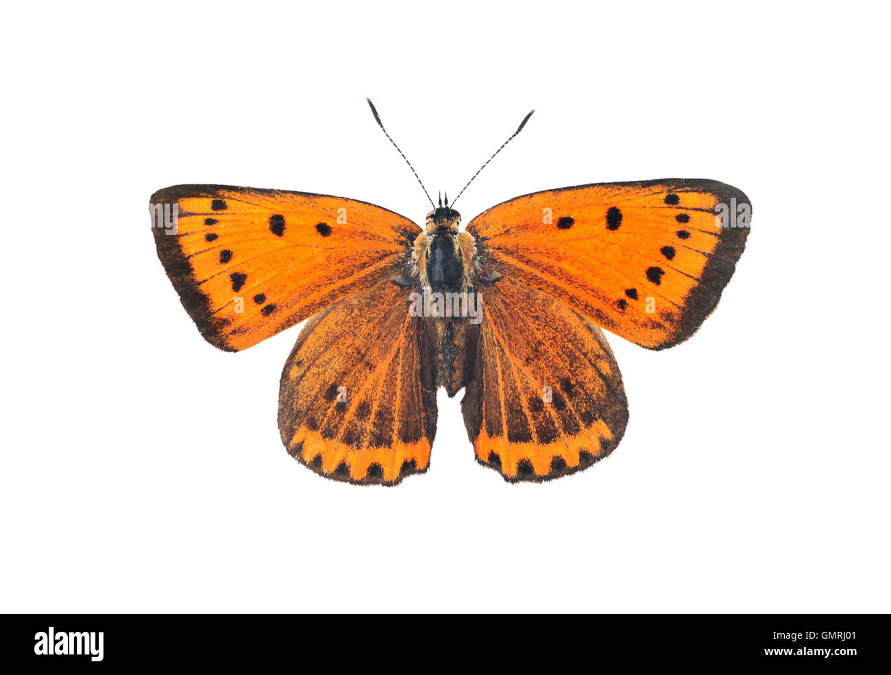 Grand papillon Lycaena dispar (cuivre), isolé sur fond blanc Banque D'Images