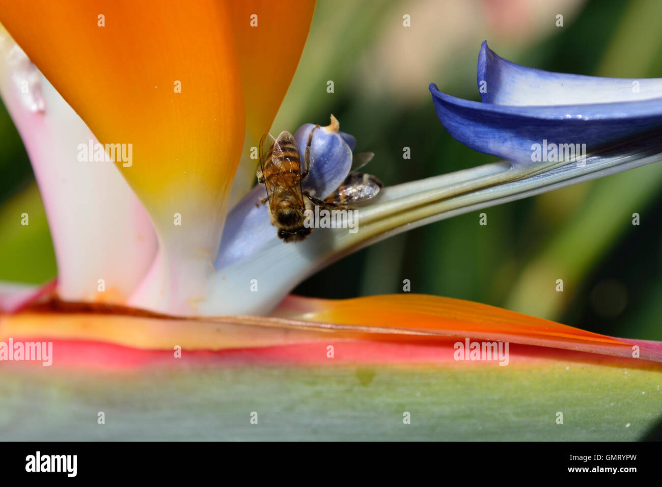 Close up d'abeilles à miel se nourrissant d'un oiseau de paradis fleur de la plante de Strelitzia également connu sous le nom de fleur de la grue Banque D'Images