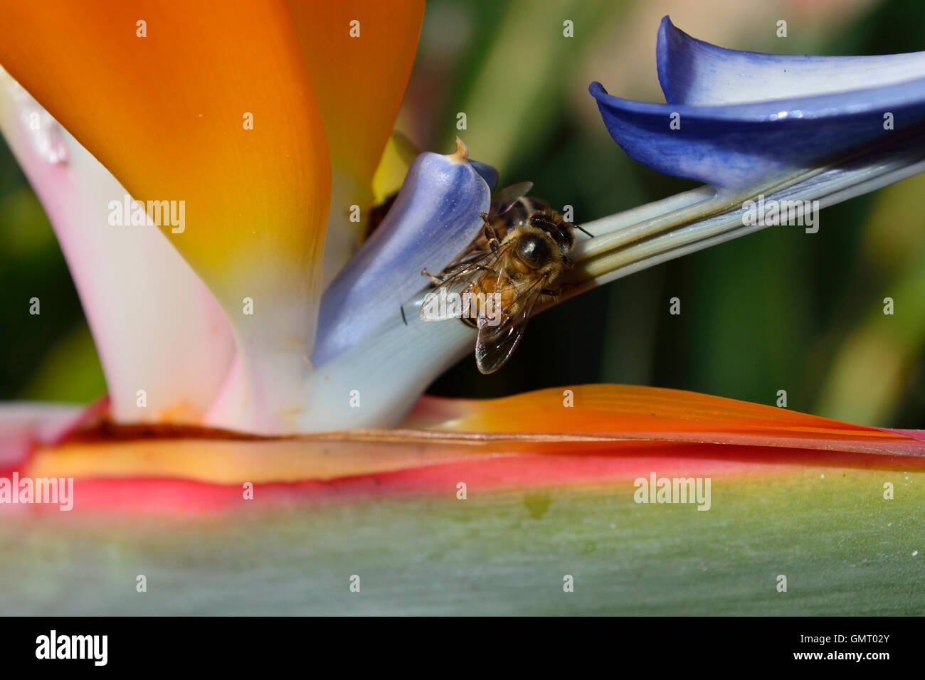 Close up d'abeilles à miel se nourrissant d'un oiseau de paradis fleur de la plante de Strelitzia également connu sous le nom de fleur de la grue Banque D'Images