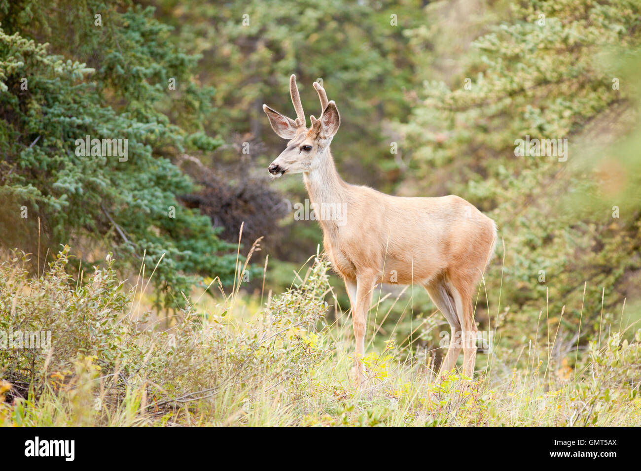 Jeune cerf avec ses bois de velours buck dans la taïga Banque D'Images Jeune cerf avec ses bois de velours buck dans la taïga Banque D'Images