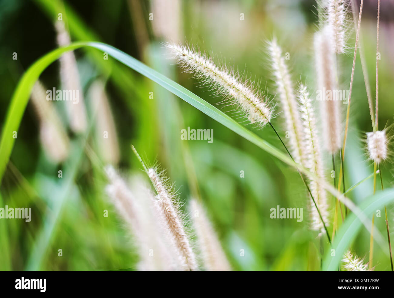 Reed Grass Banque D'Images