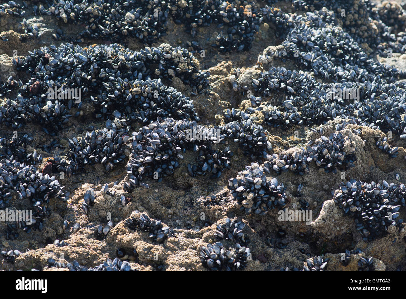 Colonie de moules de mer fruits de mer crustacés sauvages alimentaires comestibles shell beach ocean fresh filtre alimentaire marée Banque D'Images