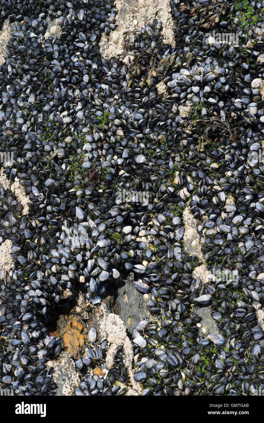Colonie de moules de mer fruits de mer crustacés sauvages alimentaires comestibles shell beach ocean fresh filtre alimentaire marée Banque D'Images