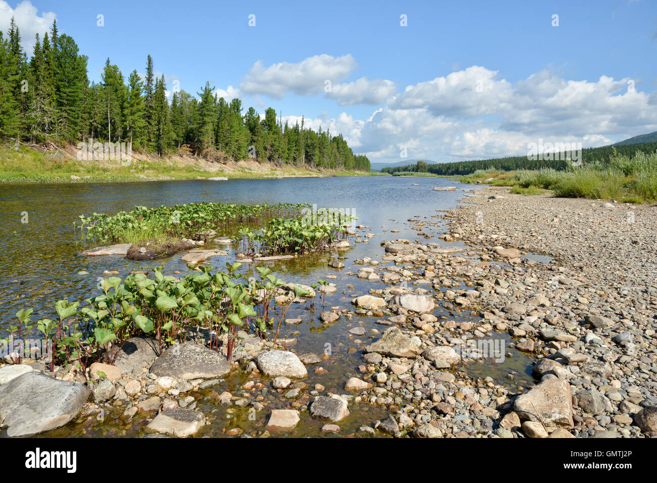 River dans le Nord de la taïga de la montagne de l'Oural. Site du patrimoine mondial de l'Forêts vierges de Komi. Banque D'Images