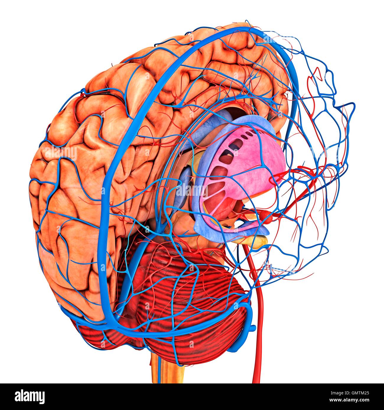 Le système vasculaire du cerveau et l'approvisionnement en sang. Artwork montrant le cerveau avec le cerveau droit retiré et les artères (rouge) et les veines (bleu). Banque D'Images
