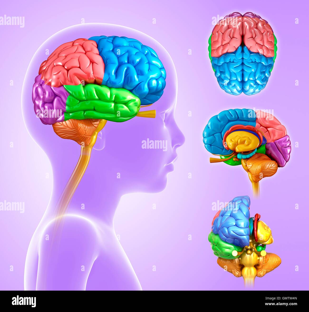 Illustration d'un cerveau de l'enfant anatomie. Banque D'Images