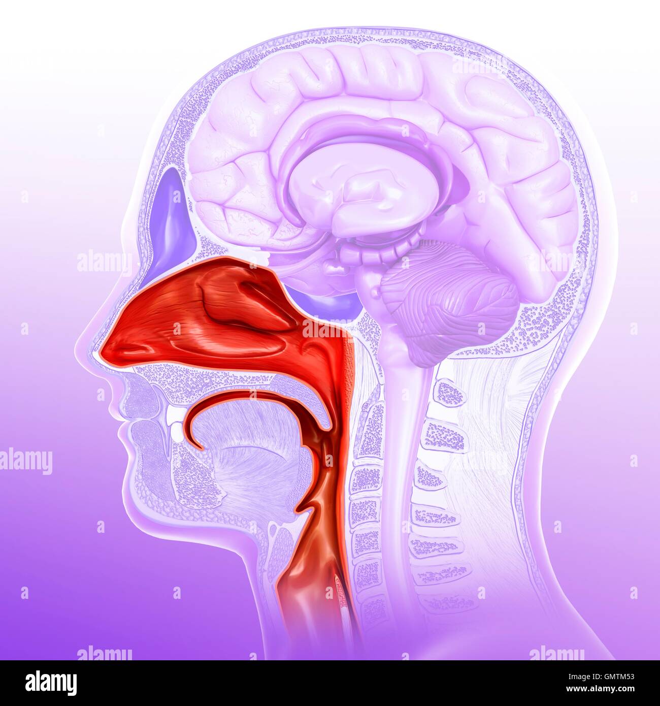 Illustration de la cavité nasale. Banque D'Images