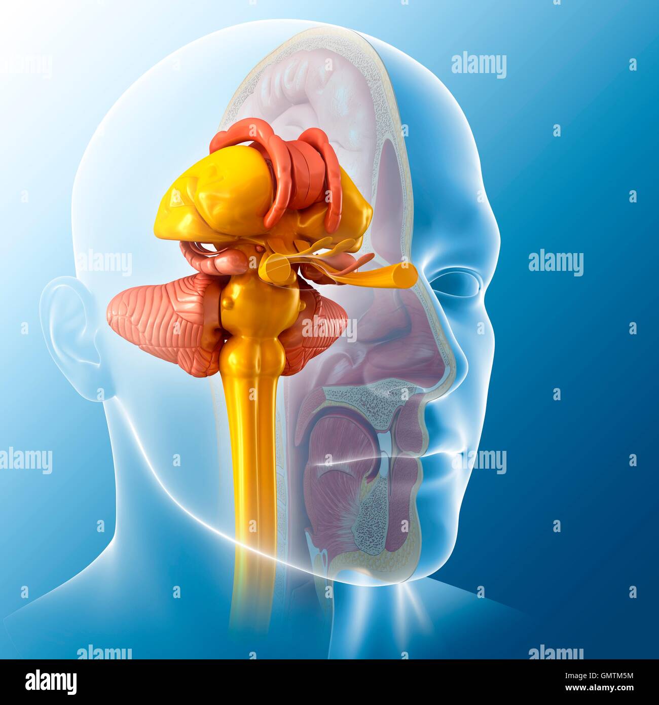 Illustration de l'anatomie du cerveau humain. Banque D'Images