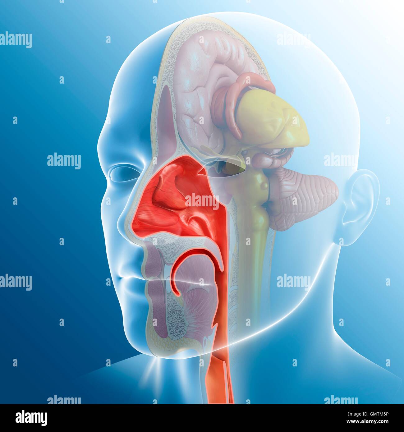 Illustration de la cavité nasale. Banque D'Images
