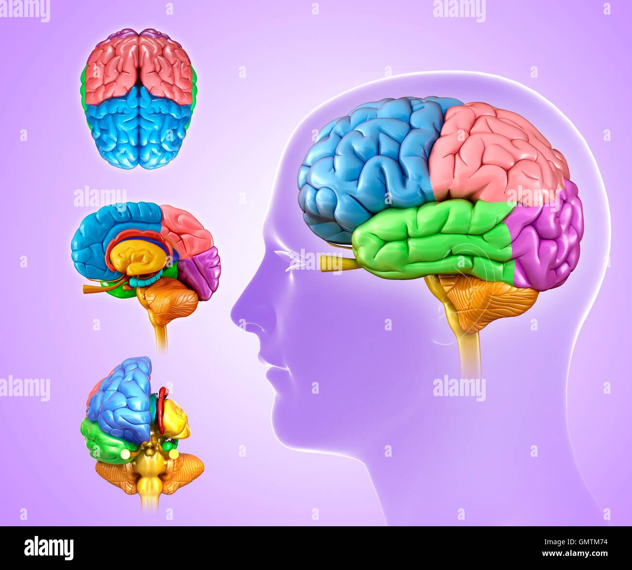 Illustration de l'anatomie du cerveau humain Photo Stock - Alamy