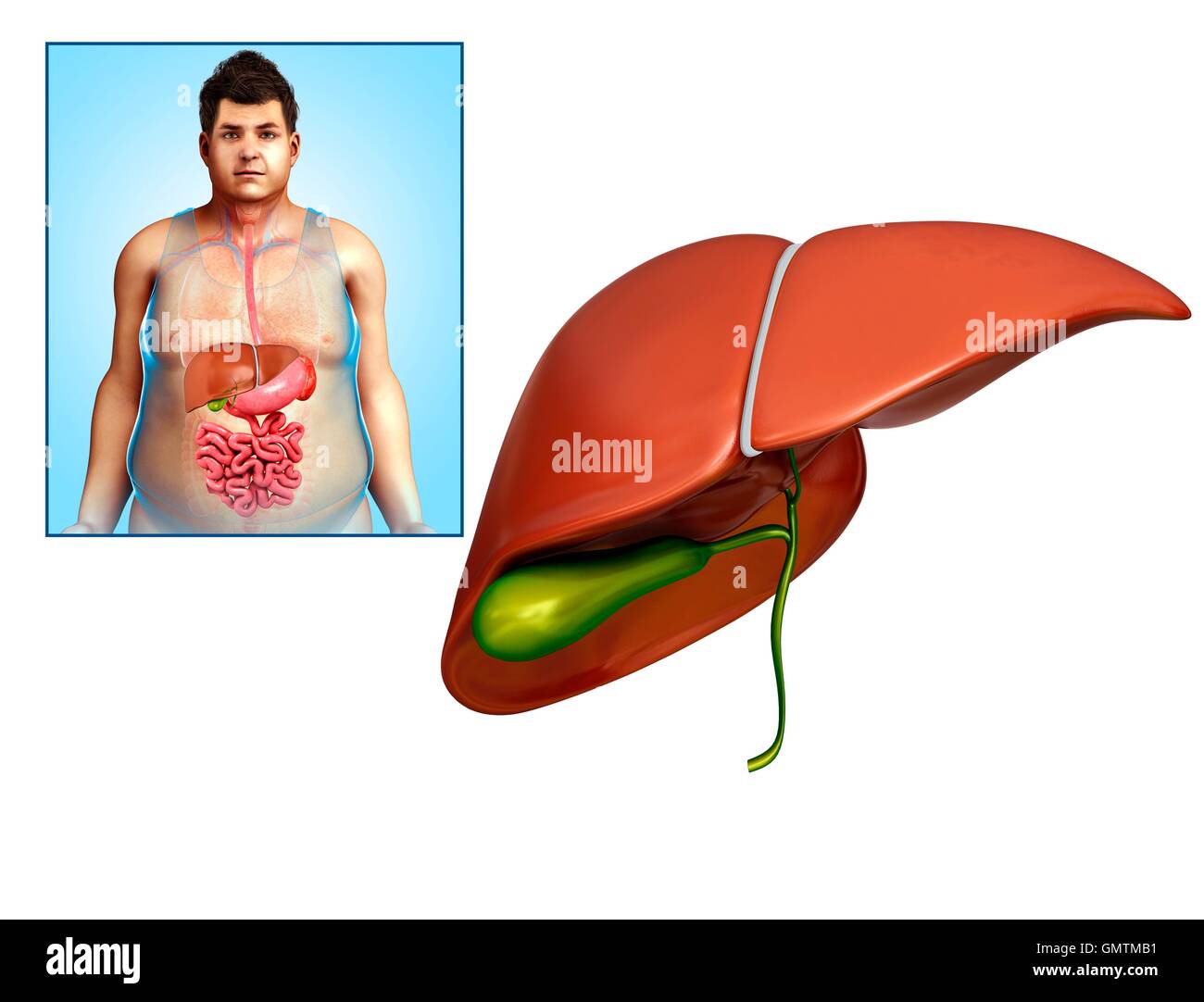 Illustration de l'homme anatomie du foie. Banque D'Images