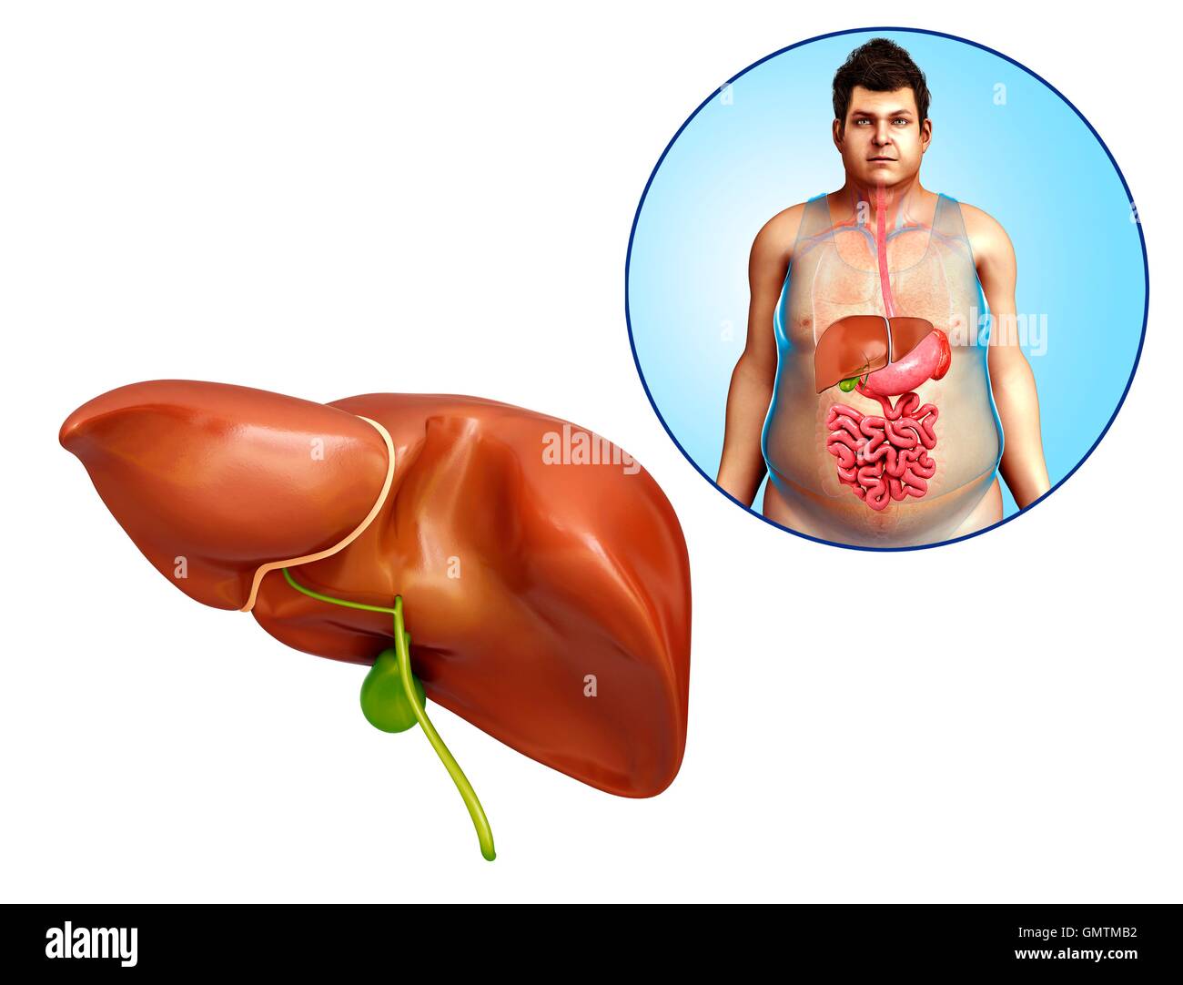 Illustration de l'homme anatomie du foie. Banque D'Images