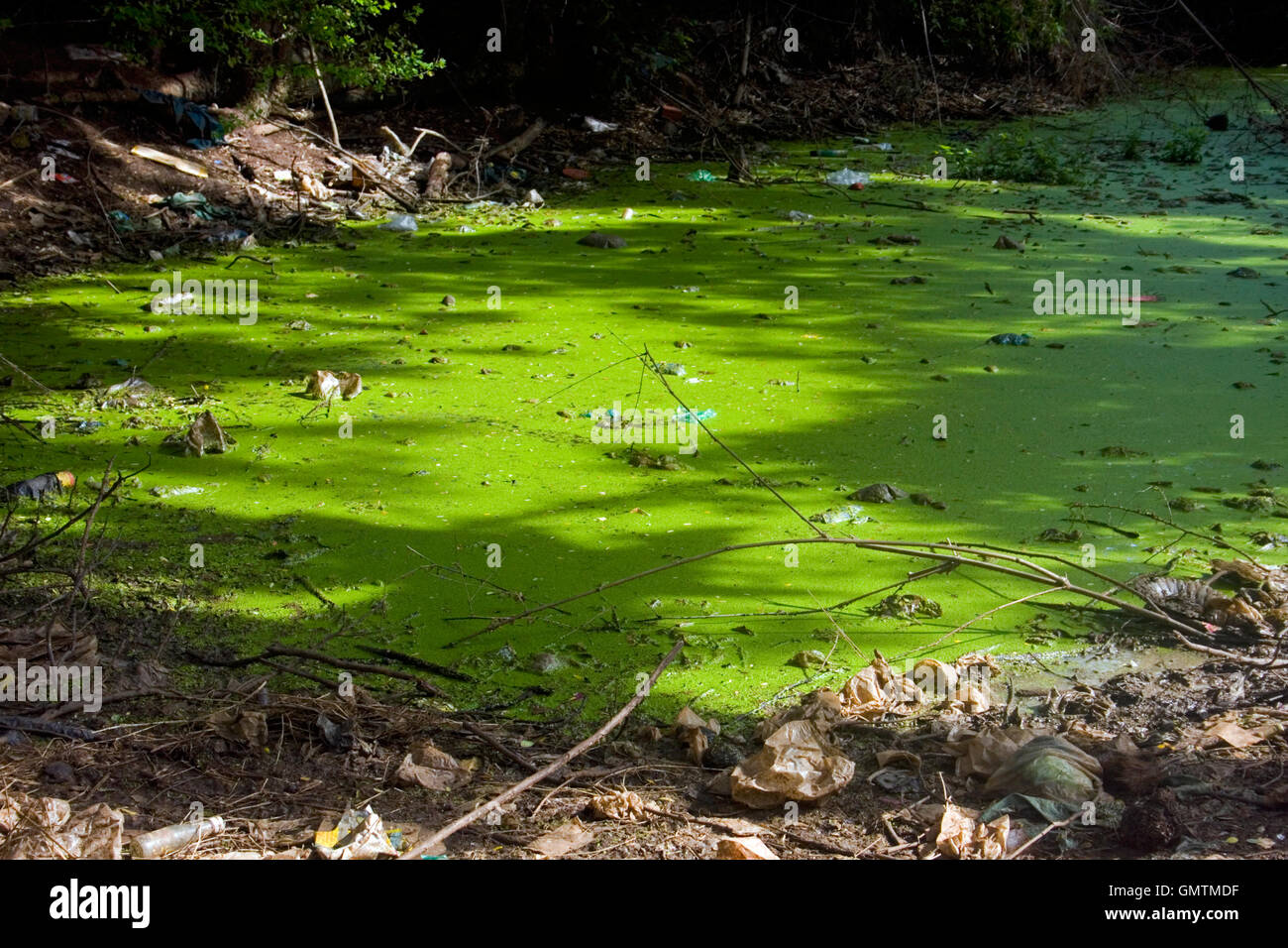 Un étang utilisé pour irriguer les champs de riz est étouffé par les algues vertes en Chork, village au Cambodge. Banque D'Images