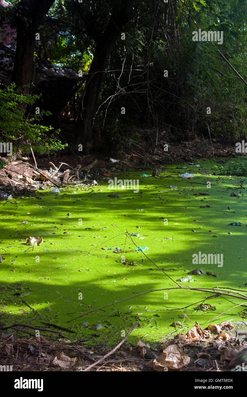 Un étang utilisé pour irriguer les champs de riz est étouffé par les algues vertes en Chork, village au Cambodge. Banque D'Images