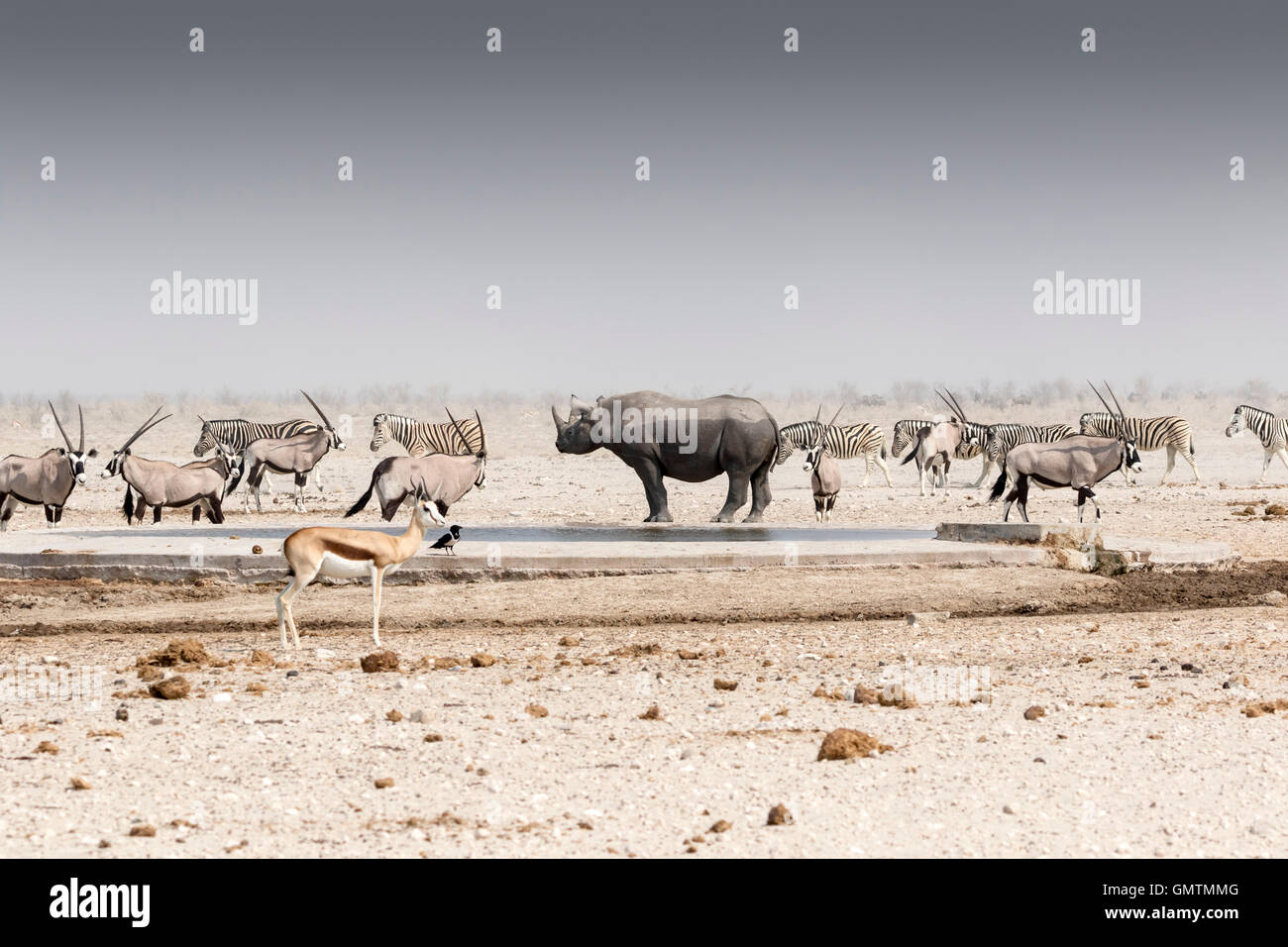Les rhinocéros noirs avec oryx et springboks au waterhole, Etosha National Park, Namibie Banque D'Images