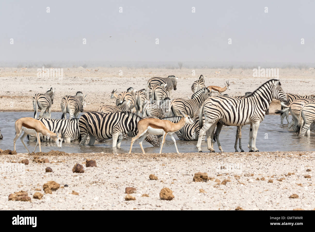 Les zèbres et les springboks boire au point d'Etosha National Park, Namibie Banque D'Images