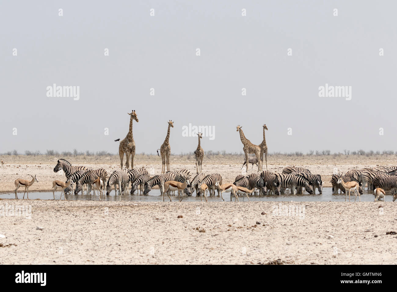 Les girafes, zèbres et point d'eau potable à des springboks à Etosha National Park, Namibie Banque D'Images