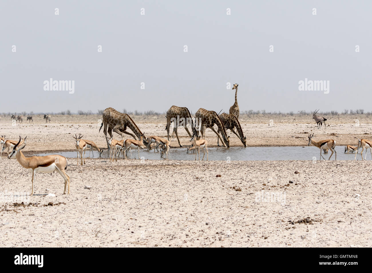 Les Girafes et les springboks au waterhole, Etosha National Park, Namibie Banque D'Images