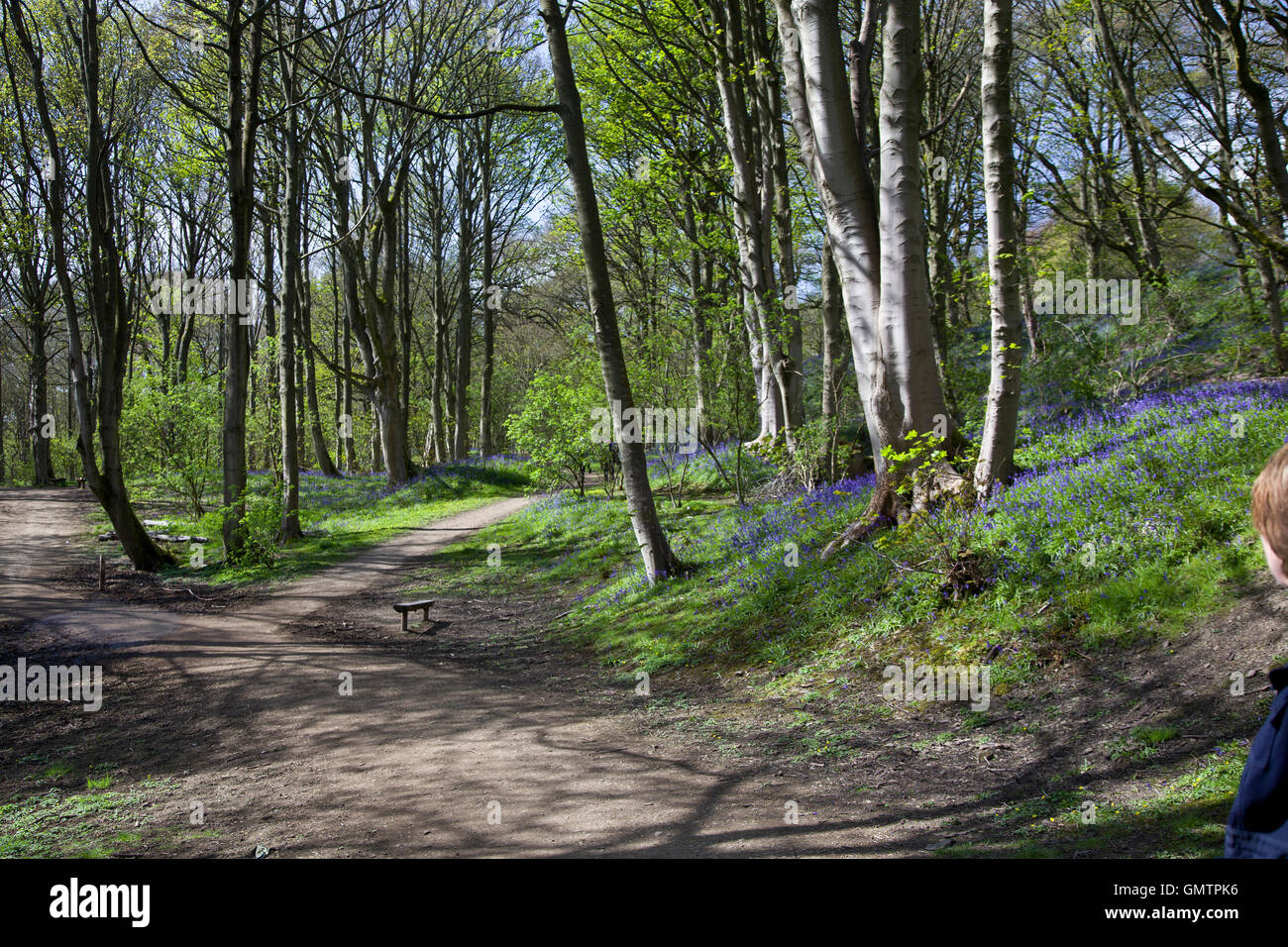 Middleton Woods, Ilkley, au moment Bluebell Banque D'Images