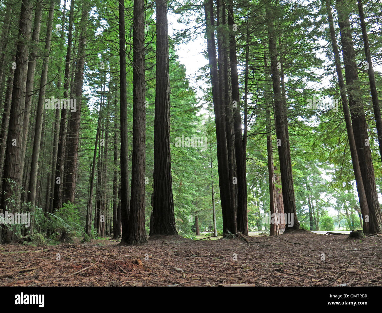 Forêt de redwoods Whakarewarewa californien à à Rotorua, île du Nord NZ Banque D'Images
