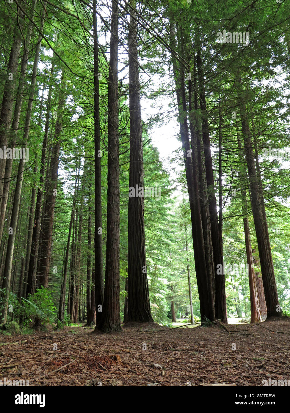 Forêt de redwoods Whakarewarewa californien à à Rotorua, île du Nord NZ Banque D'Images