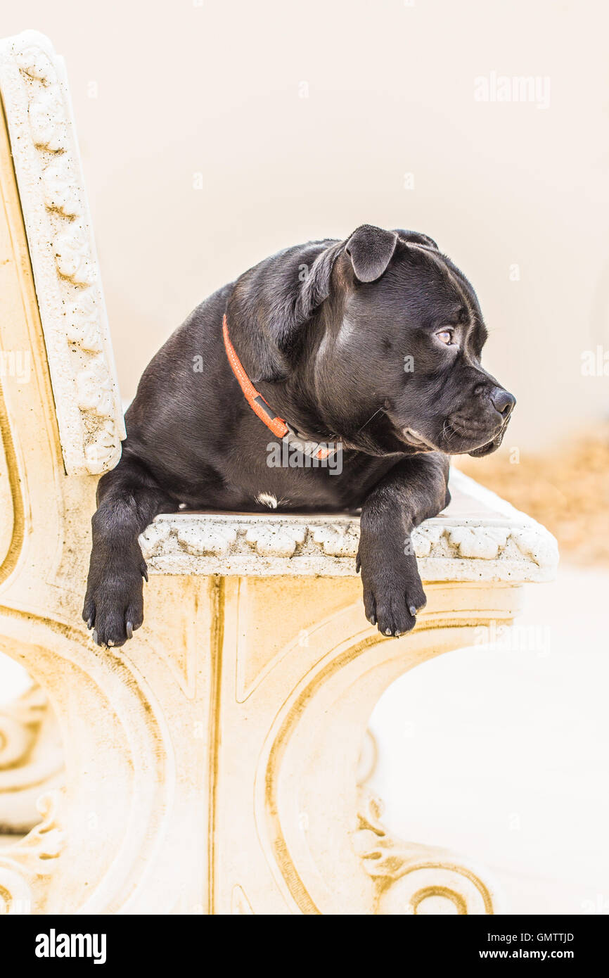 Portrait d'un chien staffordshire bull terrier noir assis sur un banc en pierre avec ses pattes qui pèsent sur l'avant. Sa tête est en Banque D'Images