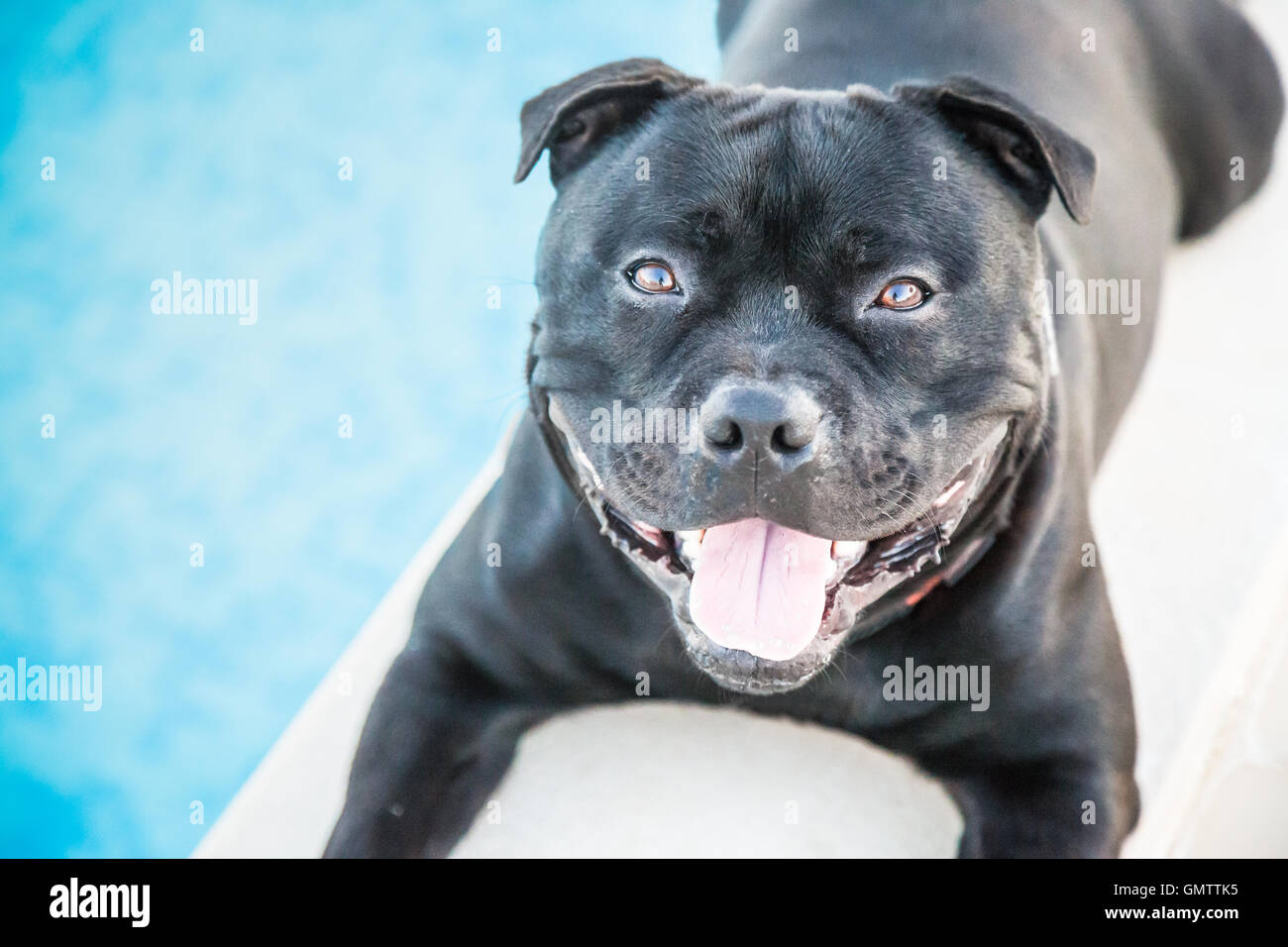 Heureux, souriant Staffordshire Bull Terrier chien couché à côté d'une piscine extérieure. Il est à la recherche jusqu'à l'appareil photo. Banque D'Images