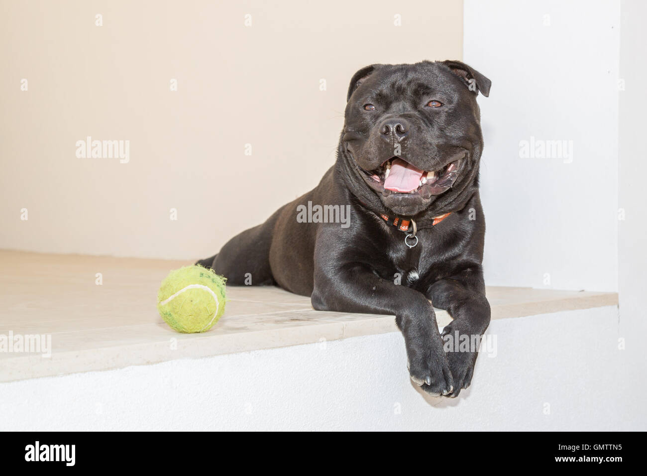 Portrait d'un Staffordshire Bull Terrier chien couché à l'extérieur sur la pierre blanche. Il a une balle de tennis à ses côtés. Sa bouche est o Banque D'Images