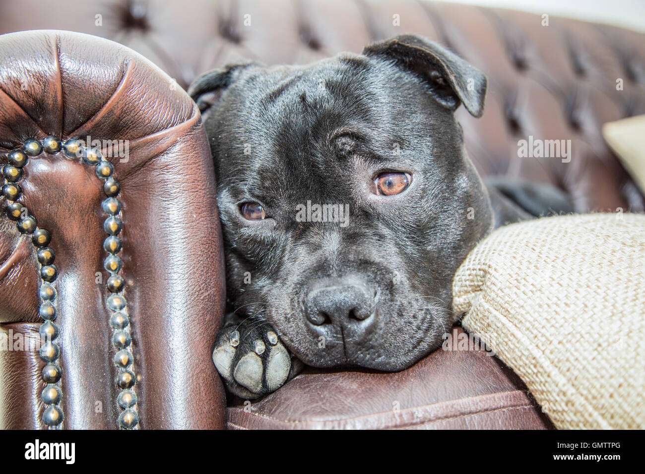 Un portrait de chien staffordshire bull terrier, qu'il vient de se réveiller et est à l'extrémité d'un canapé avec un mignon un peu triste Banque D'Images