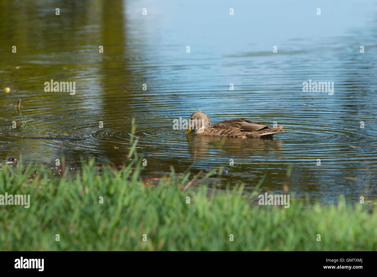 Canard brun flottant dans un étang à côté du rivage herbeux Banque D'Images