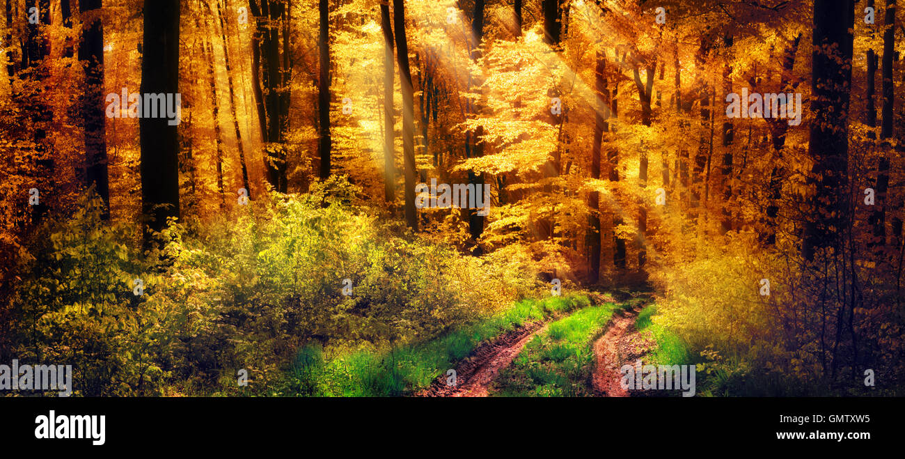 Panorama d'une belle forêt de couleurs d'automne, avec des rayons de lumière vers un chemin Banque D'Images
