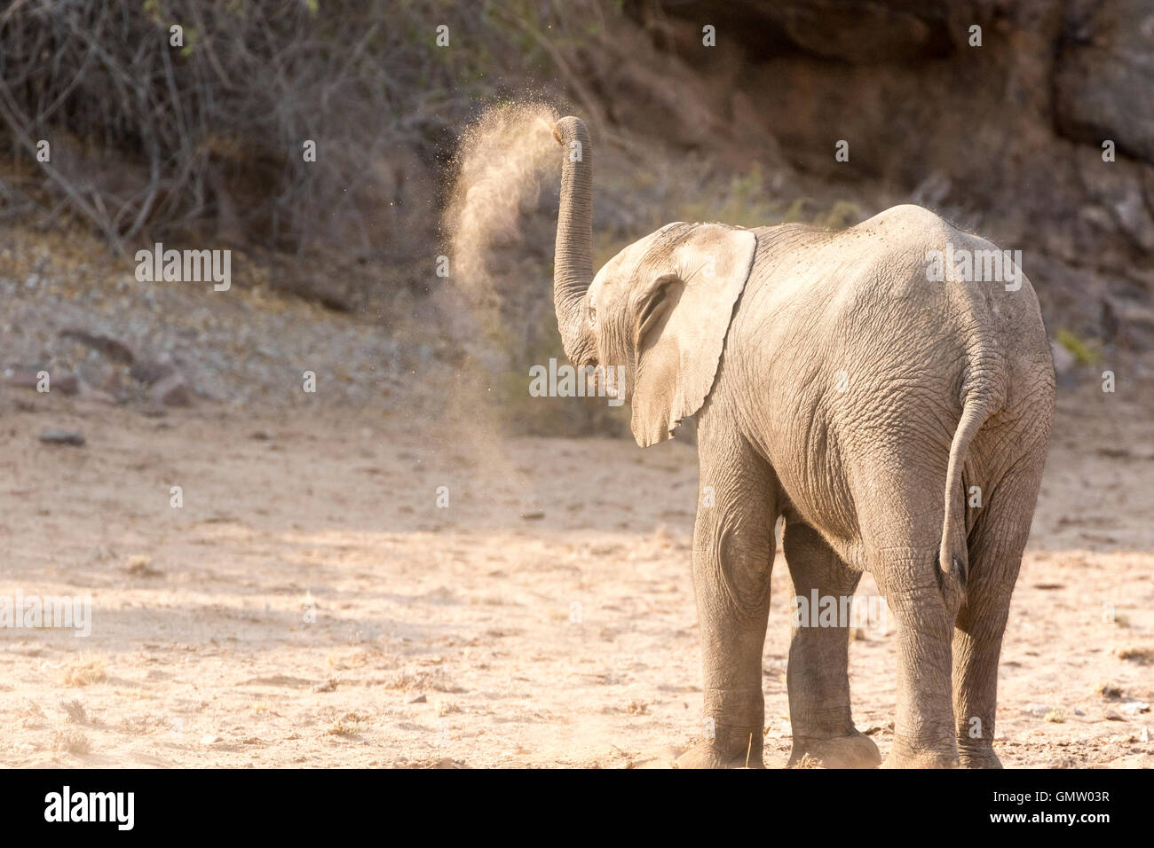 Le Désert éléphants adaptés du Damaraland, Namibie. Elephant calf Banque D'Images