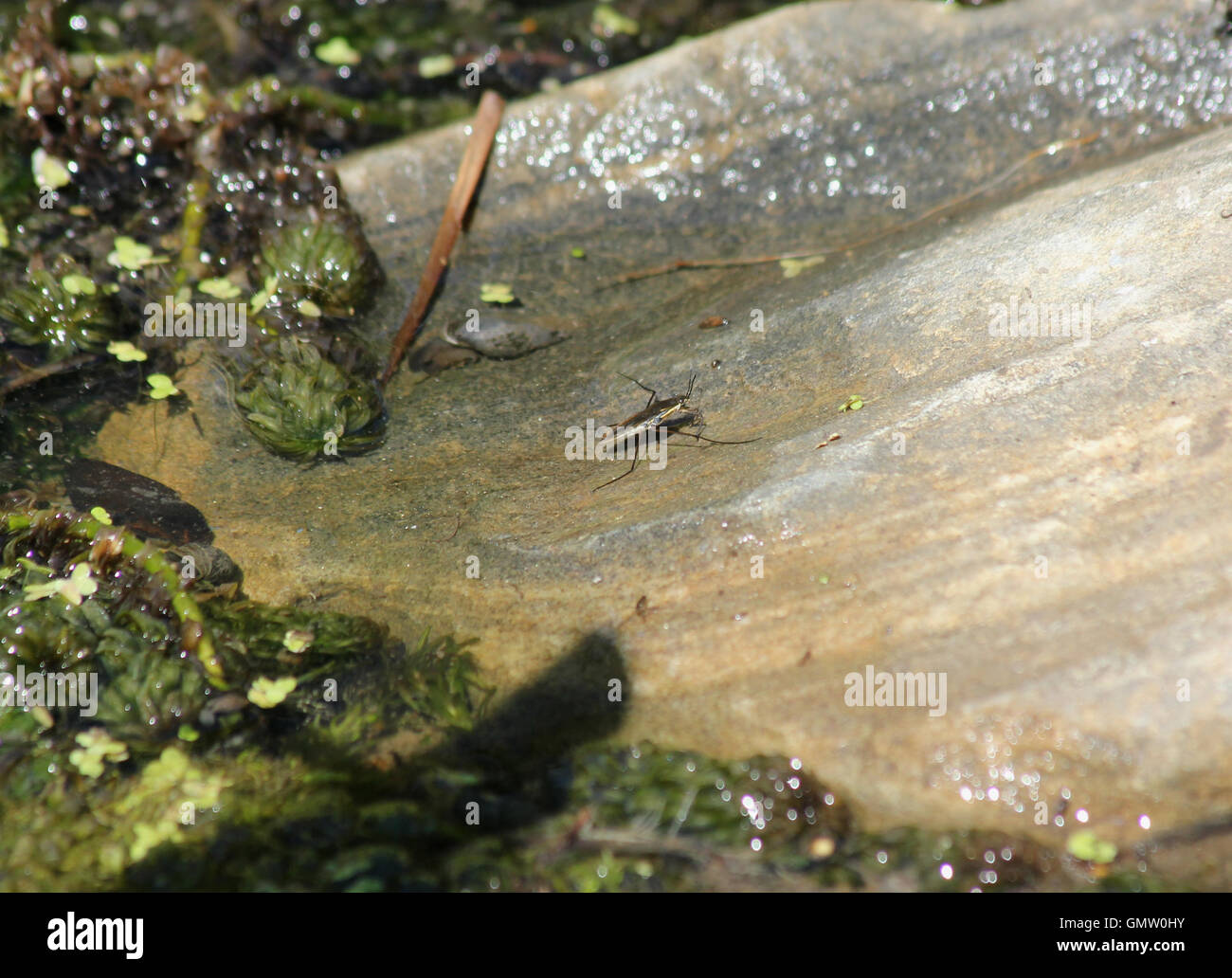 Étang commun (patineur Gerris lacustris) sur un rocher de grès humide dans un étang de jardin Banque D'Images