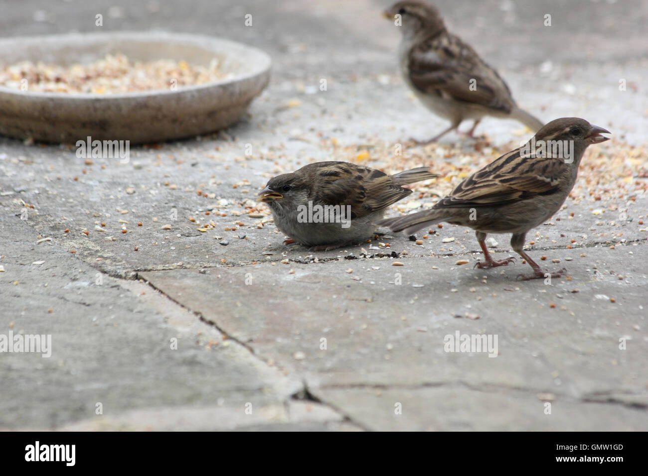 Les juvéniles des moineaux domestiques (Passer domesticus) manger des graines d'oiseaux dans une cuvette d'argile sur un patio en pierre calcaire Banque D'Images