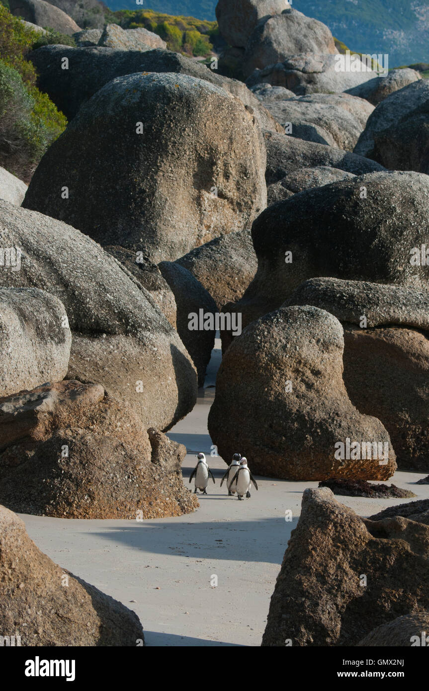 Manchot du Cap (Spheniscus demersus) Wild, Boulders Beach, péninsule du Cap, Afrique du Sud en voie de disparition Banque D'Images