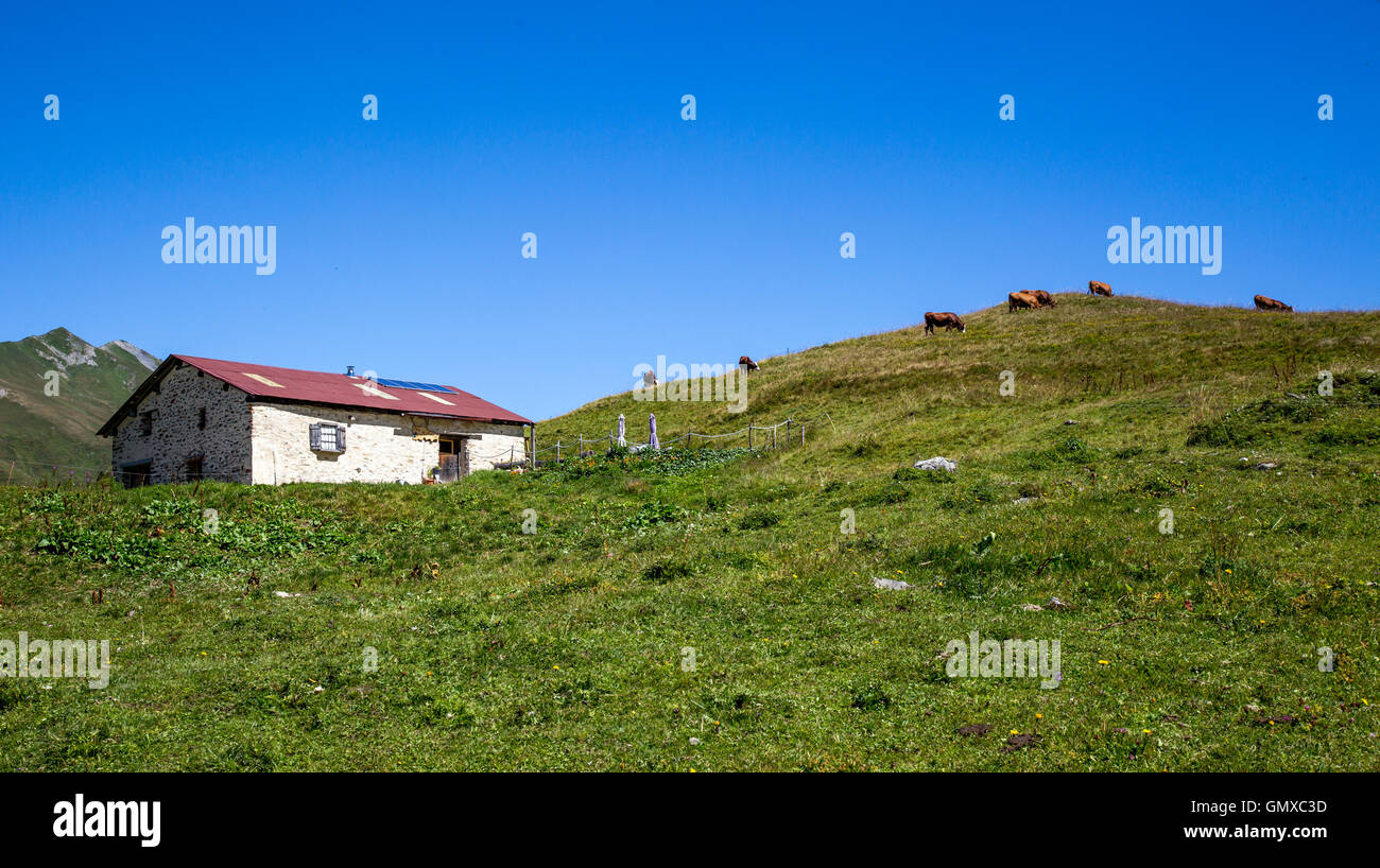 Le bétail de la rosiere Alpes France Banque D'Images