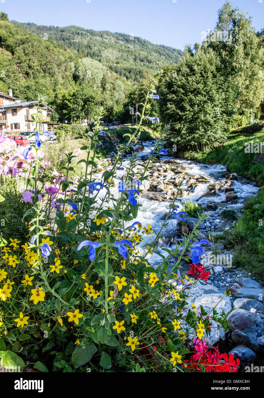Fleurs des Alpes La Plagne France Banque D'Images