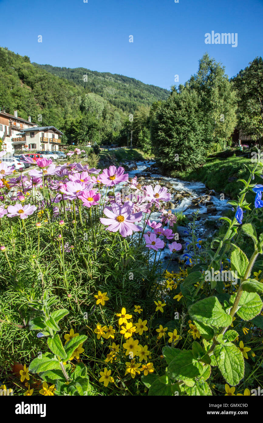 Fleurs des Alpes La Plagne France Banque D'Images