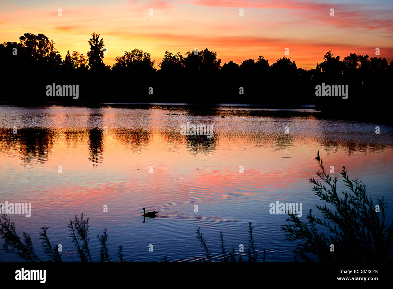 Lac de soleil colorés avec réflexion et belle lumière. Grand oiseau nager dans le lac. Banque D'Images