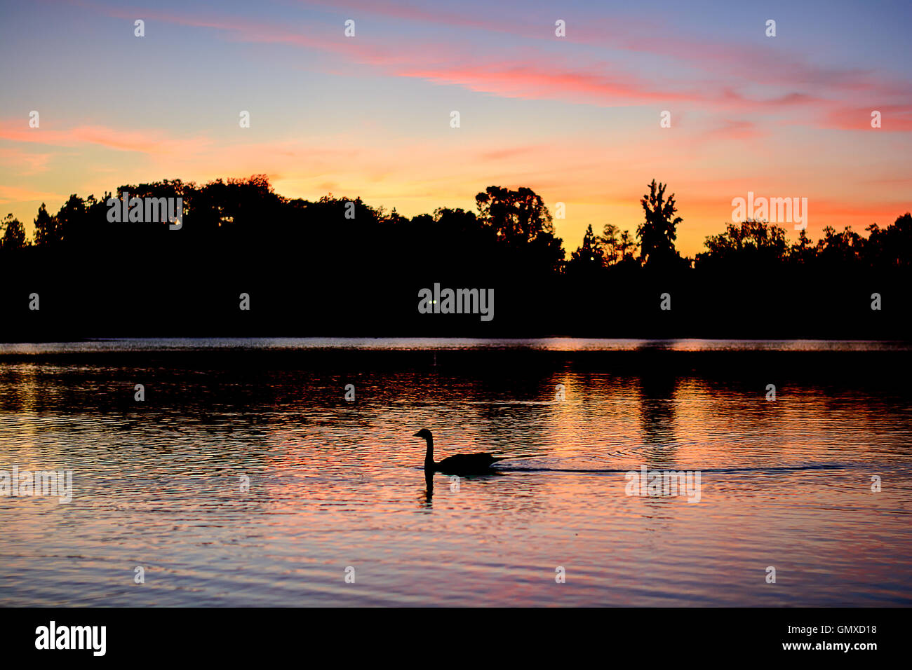 Lac de soleil colorés avec réflexion et belle lumière. Grand oiseau nager dans le lac. Banque D'Images