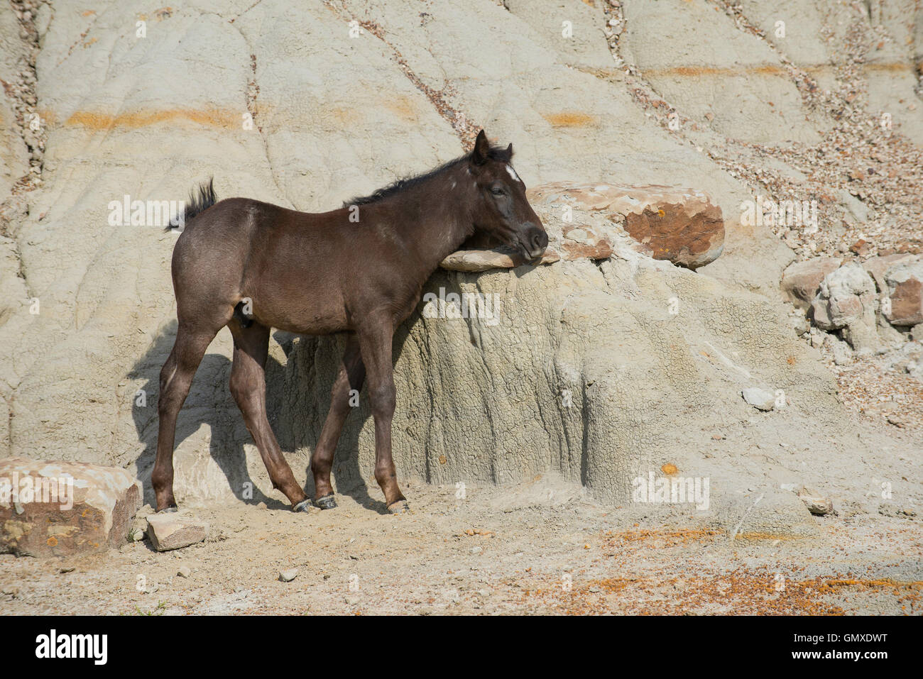Wild Horse (Equs ferus), Colt, frotte et lécher le sol pour les minéraux, Feral, Theodore Roosevelt National Park, N. Dakota, USA Banque D'Images