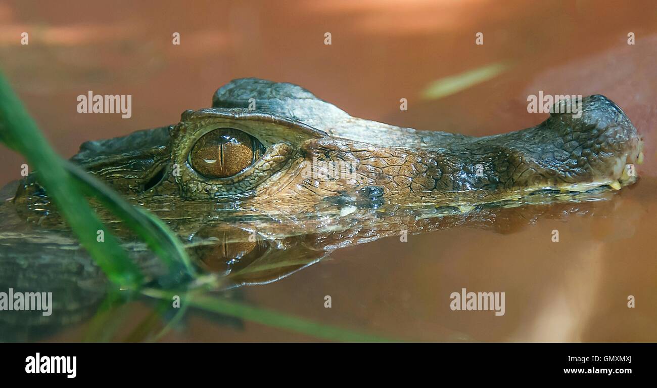 Crocodile, patience, en attendant, la clarté Banque D'Images