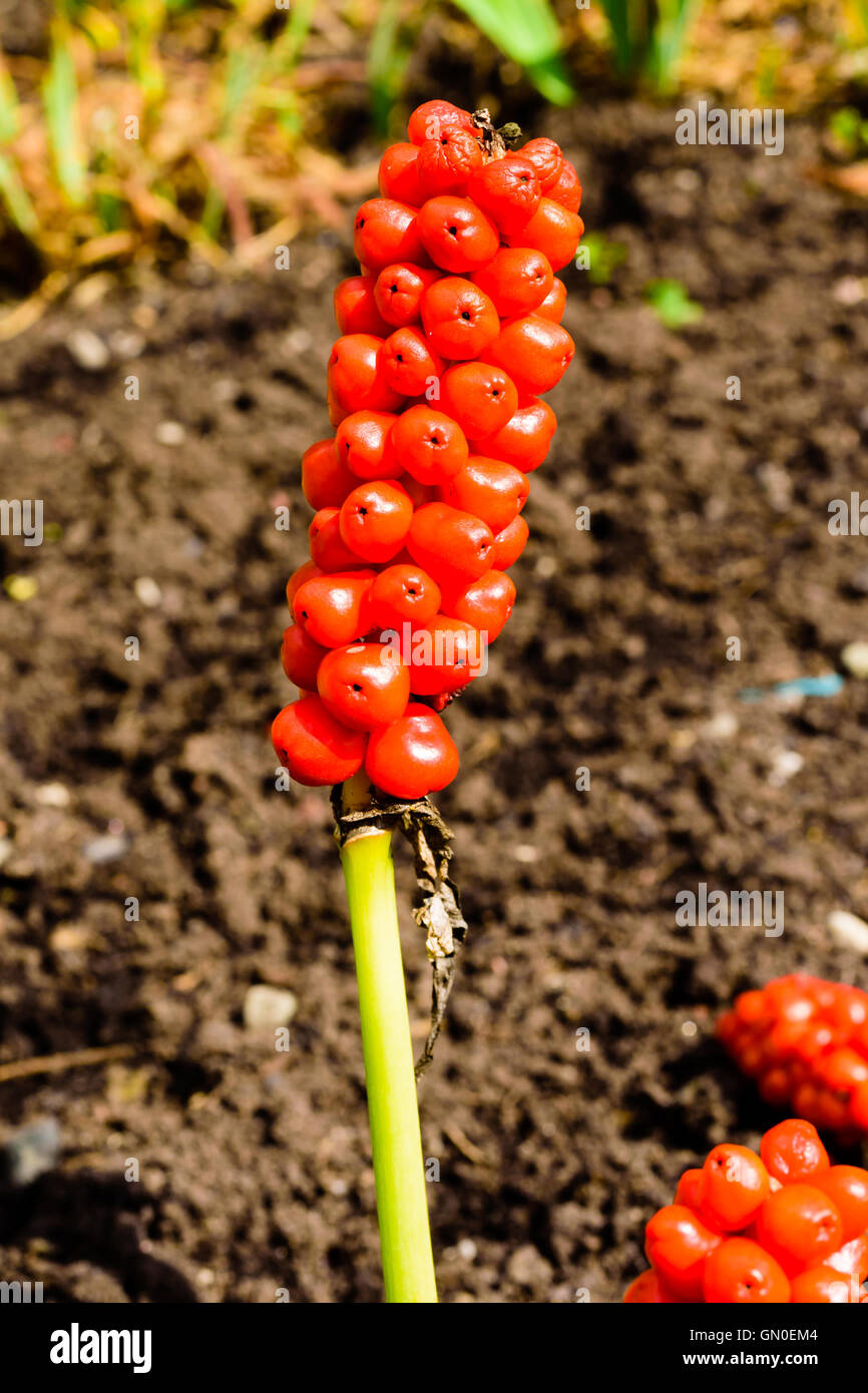 Fruits rouges de l'Arum maculatum. Il a beaucoup de noms communs en canette, snakeshead, additionneurs, racine de l'arum sauvage, arum, service robin, f Banque D'Images