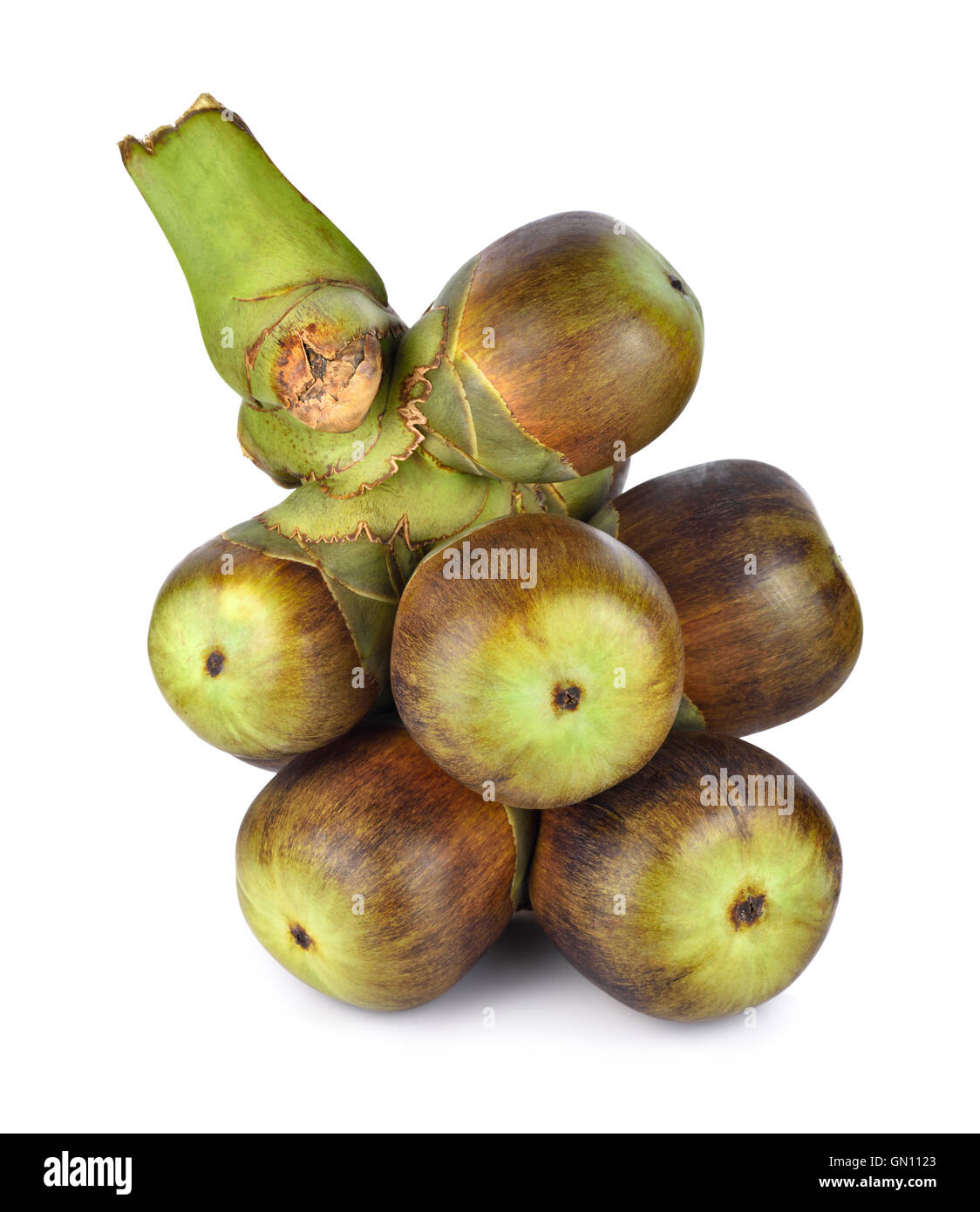 Palmyra Palm (Palm Toddy) isolé sur fond blanc Banque D'Images