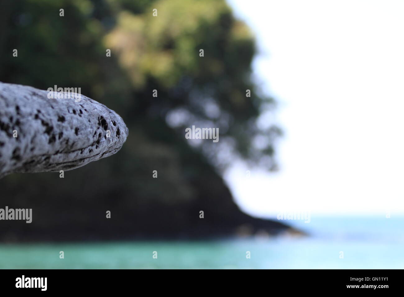 Photo d'un morceau de bois de dérive de rochers et d'arbres dans l'arrière-plan flou sur Las Playas Gemelas en Parc National Manuel Antonio au Costa Rica. Banque D'Images