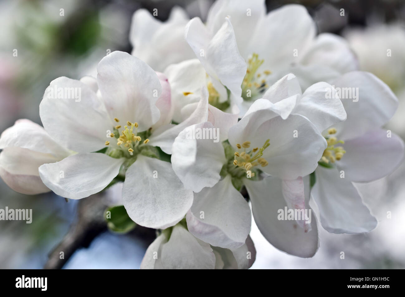Fleurs d'un pommier au printemps Banque D'Images