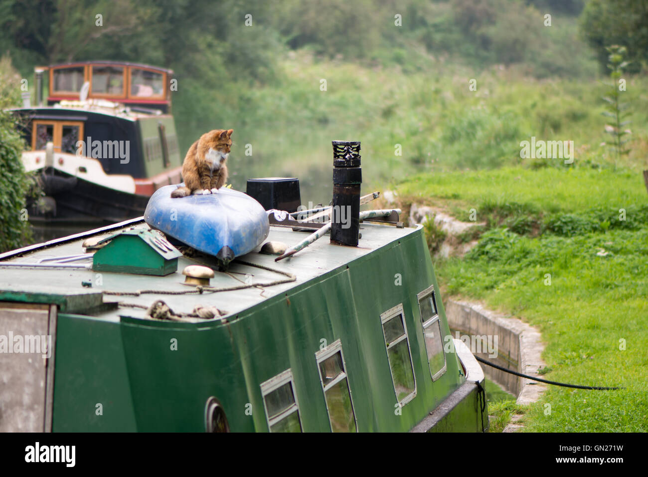 Cat sitting on canoe sur le toit du bateau. Le gingembre et blanc chat domestique en profil sur toit de malpropre bateau, avec les oreilles dressées Banque D'Images
