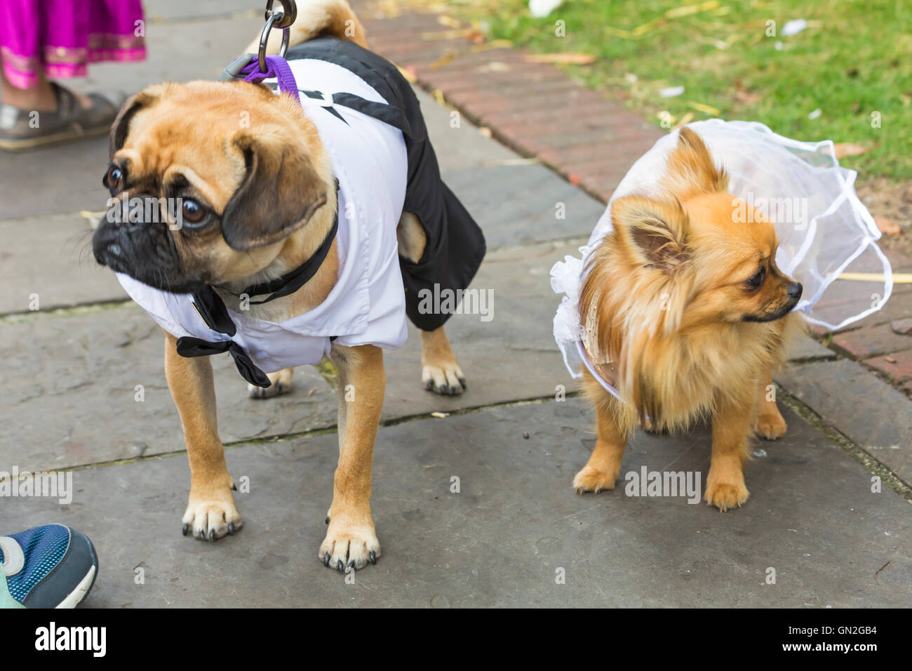 Wimborne, Dorset, UK 27 août 2016. La branche d'Olivier à Paris accueille le chien pour les cérémonies de mariage, dans le cadre de son exposition canine. Le 'happy couple' les chiens sont invités à porter un voile et haut de forme, comme le 'vœux de mariage" sont lus par une personne vêtue d'un collier de chien. Les quatre-pattes 'couple' exchange pour chiens et le propriétaire a présenté avec un certificat de mariage. Un être humain et une autre demoiselle sera habillé comme le chien d'olive pour accueillir les visiteurs. Les dons sont invités à recueillir des fonds pour BHF. Lola, un Pugalier Pomchi Bertie et obtenir un crédit de personne mariée : Carolyn Jenkins/Alamy Live News Banque D'Images