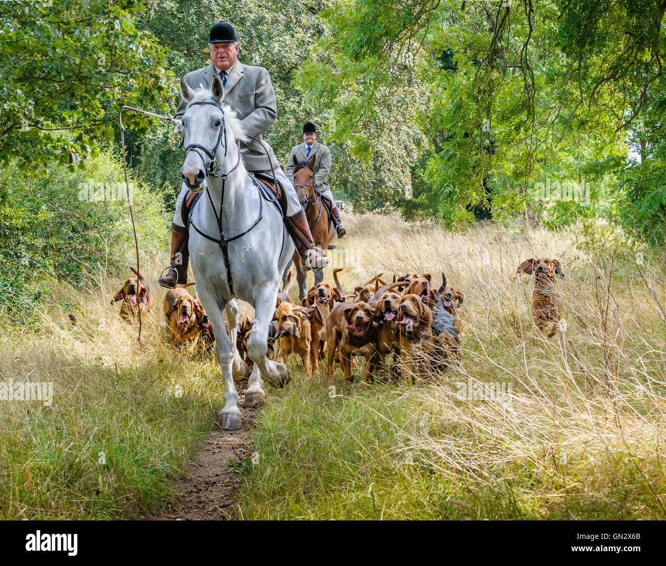 Le Lincolnshire, au Royaume-Uni. 28 août, 2016. La première sortie de la saison pour l'Cranwell chiens a été pour l'exercice et un chien en été. Les chiens chassent le 'clean boot' qui signifie qu'ils chassent le parfum de l'homme, qui est un coureur de cross country comme leur 'carrière' - ils ne hut renards. La carrière est donné une vingtaine de minutes avant chaque début de la tête de chasse avec trois ou quatre hunts lieu typiquement sur une face. Crédit : Matt Limb OBE/Alamy Live News Banque D'Images